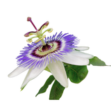Passionflower