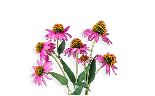 Echinacea Purpurea Herb Extract