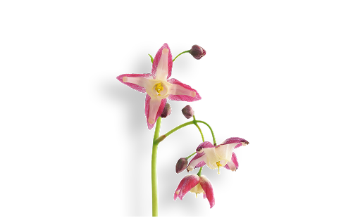 Epimedium Sagittatum Whole Plant Extract