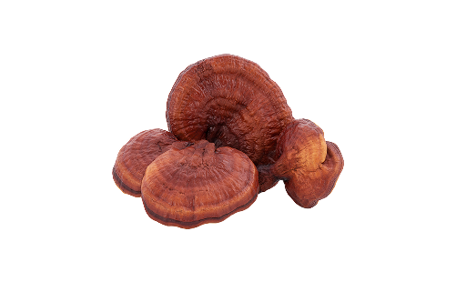Reishi Mushroom
