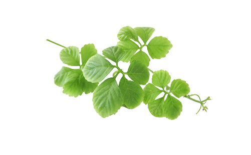 Gynostemma Pentaphyllum