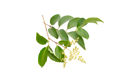 Ligustrum Lucidum Fruit Extract