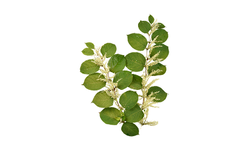 Reynoutria Japonica Root Extract
