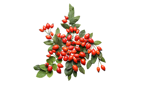 Rosa Canina Fruit Extract