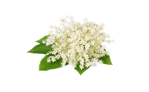 Sambucus Nigra Flower Extract