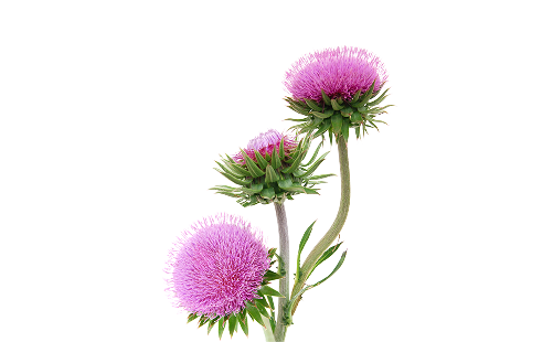 Milk Thistle