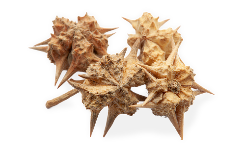 Tribulus Terrestris Fruit Extract