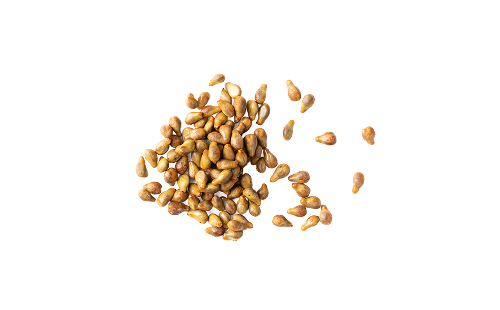 Vitis Vinifera Seed Extract