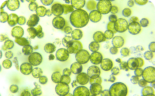 Zeaxanthin