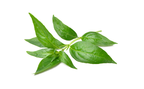 Andrographis Paniculata Leaf Extract